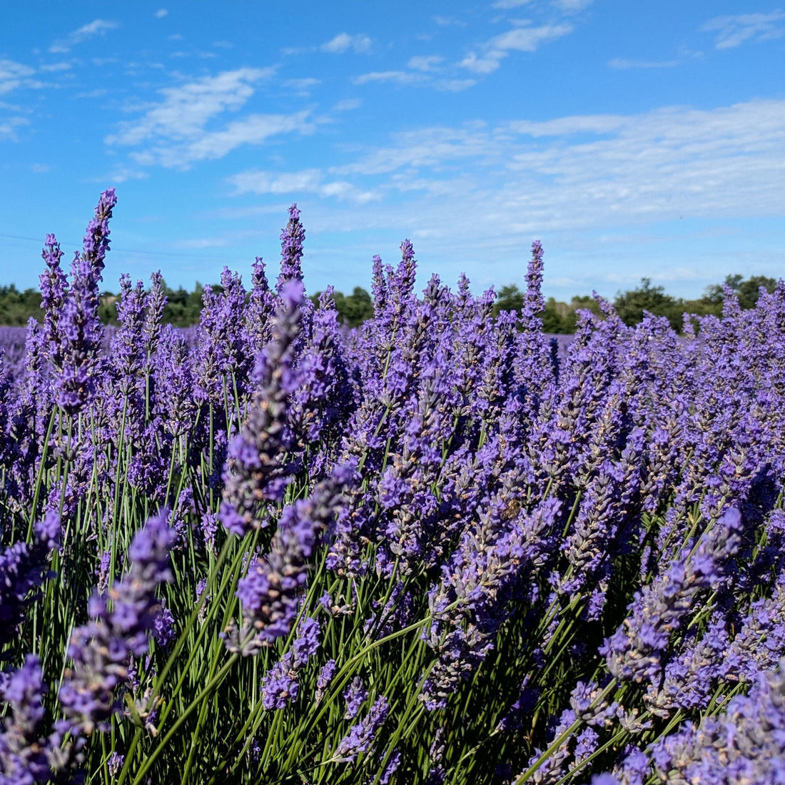 Quelles sont les grandes familles de lavandes?