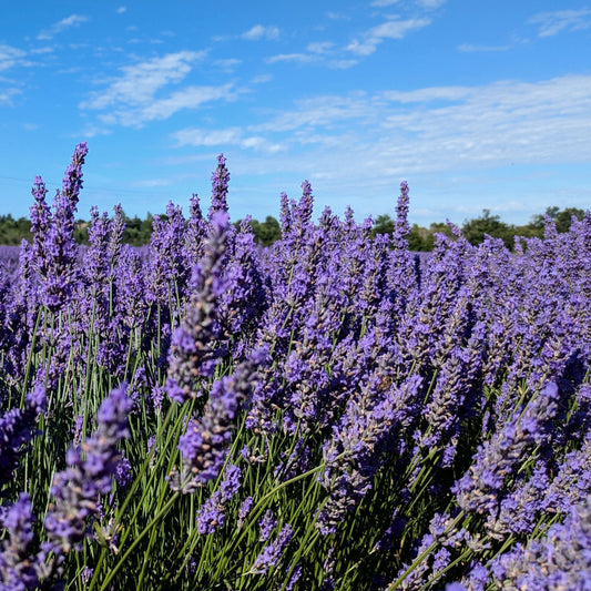 Quelles sont les grandes familles de lavandes?