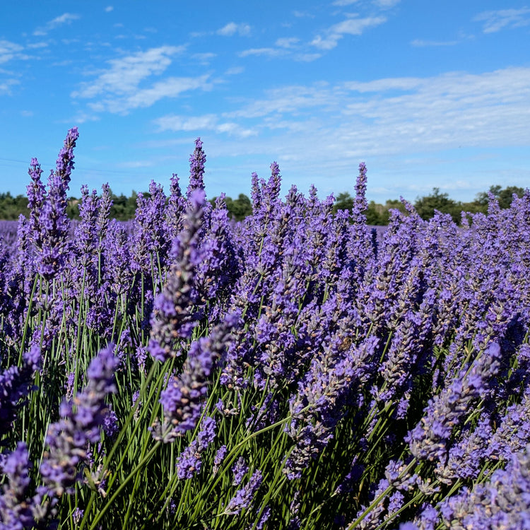 Lavande
