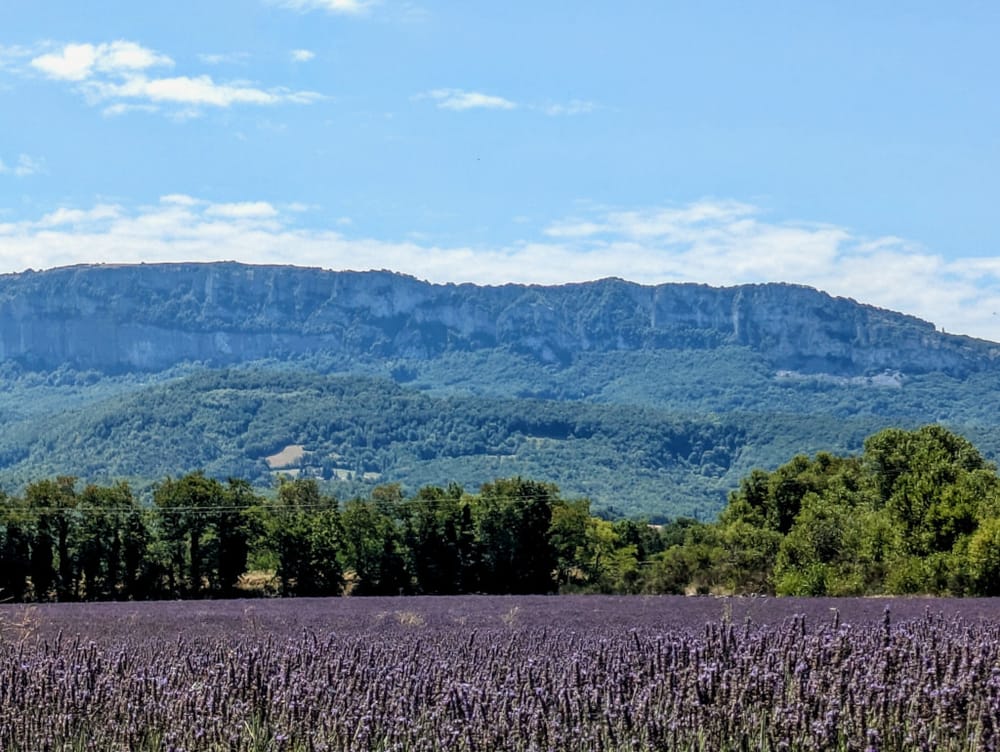 Manas champs de lavande