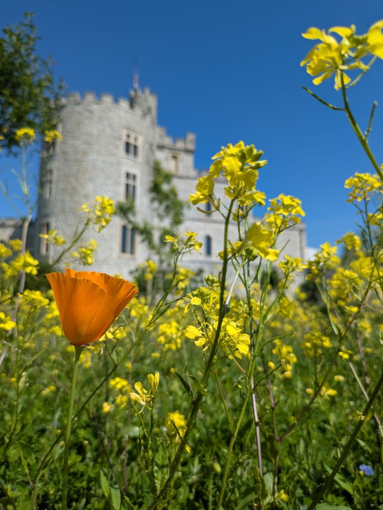 Le château d'Hardelot et le sentier du marais