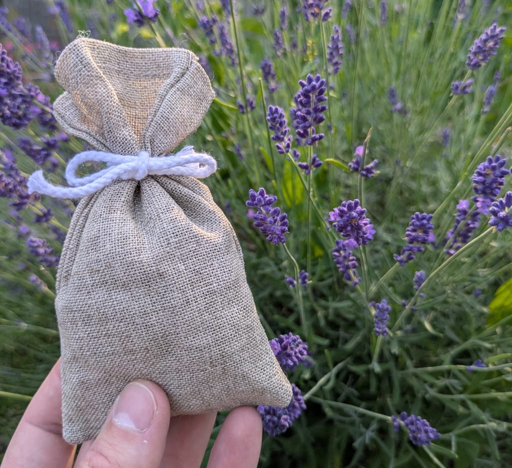 Échantillons sachets de lavande en lin