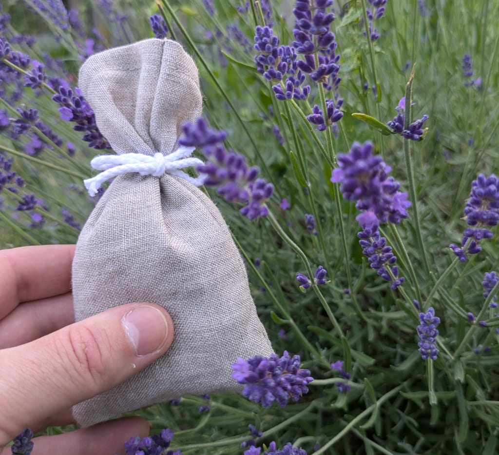 Échantillons sachets de lavande en lin