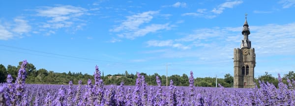 photo d'un champs de lavande fleuri sur lequel a été ajouté le beffroi de Béthune