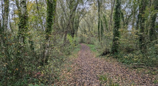 sentier recouvert de feuilles des arbres qui le longent. bien qu'il y ait encore de la verdure, on est en automne.